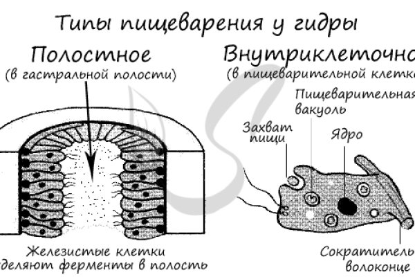 Как найти kraken