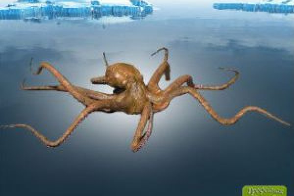 Kraken зеркало стор